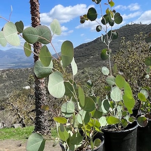 May include: Three potted eucalyptus plants with green leaves against a backdrop of a blue sky and a distant mountain range.
