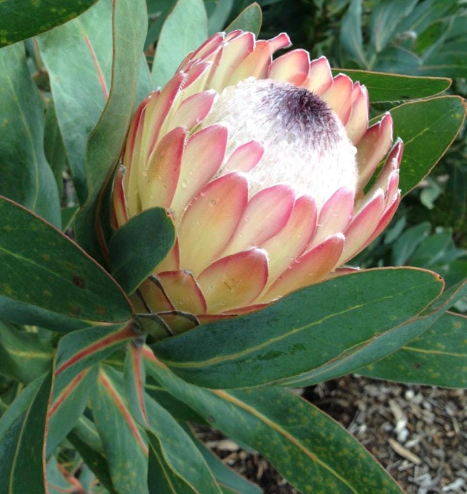 Susara Protea plant | Live Plant | 6 inch container