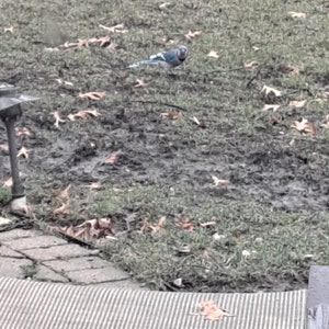 May include: A blue jay stands on a patch of grass and fallen leaves. The bird has blue, white, and black feathers. The ground is a mix of green grass and brown soil. The scene is outdoors.