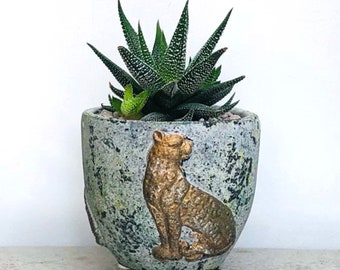 Succulent Planting Kit with Tiger Plant Pot and Haworthia