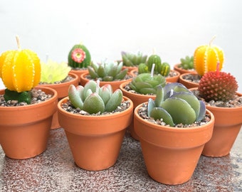 Cactus Succulent Tealights Candles in Terracotta Pots