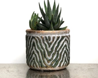 Planting Kit with Succulent (haworthia) and Animal Stripe Cement Plant Pot 9cm