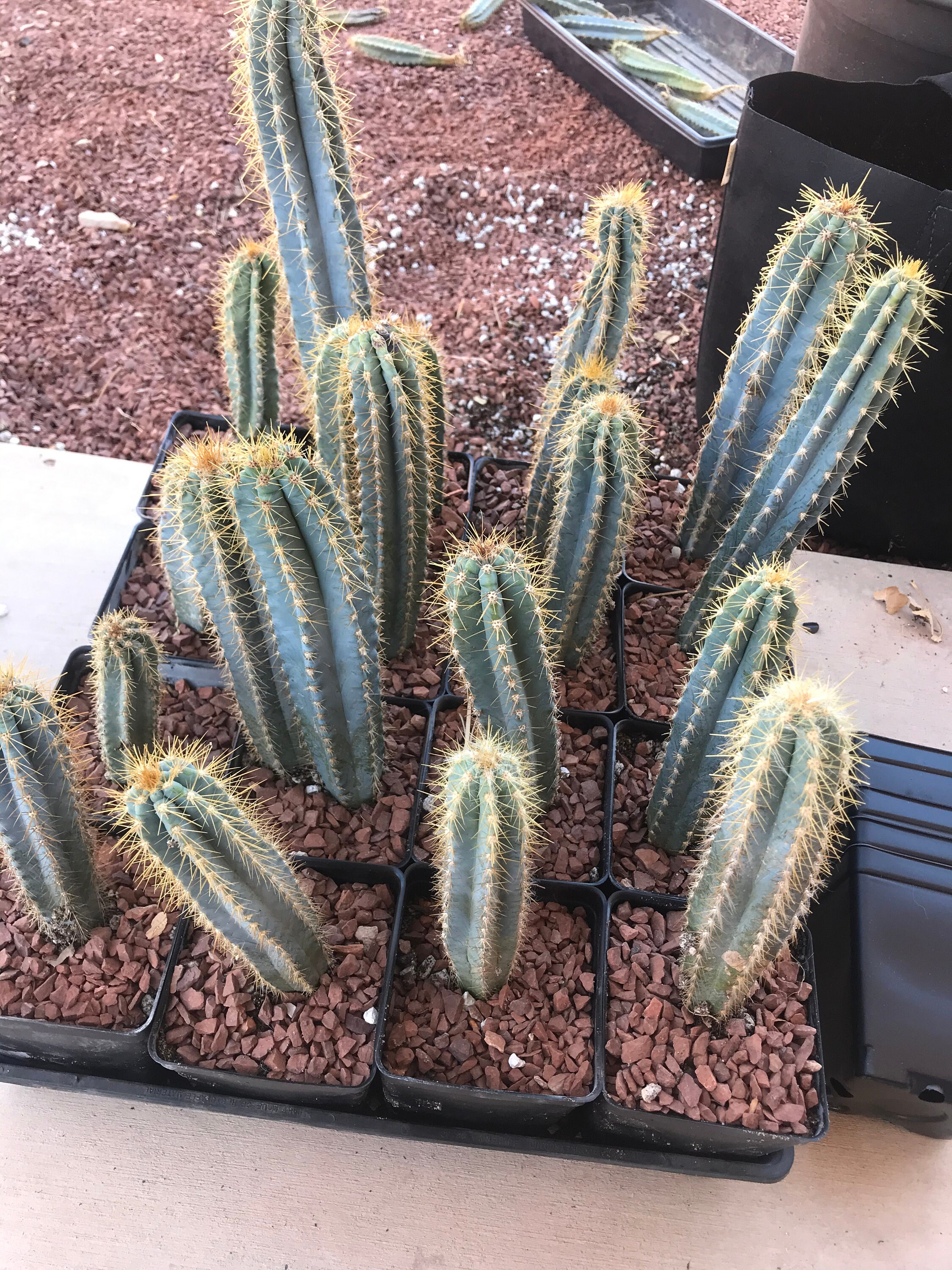Blue Torch cactus Pilosocereus Azureus | Etsy