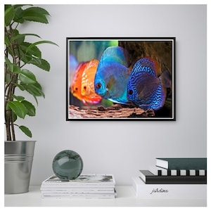 Discus Poster, Discus Wall Print, Tropical Fish Wall Print, Printable Wall Art, Instant Digital Download, Aquatic Poster.. Unique Gift.