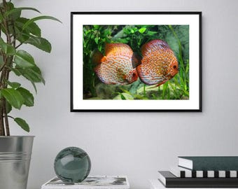 Discus Print, Fish Poster: Tropical Wall Art (Digital Download)