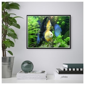 Discus Poster, Discus Wall Print, Tropical Fish Wall Print, Printable Wall Art, Instant Digital Download, Aquatic Poster.. Unique Gift.