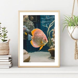 Discus Fish Poster/Print, Tropical Fish Wall Print, Printable Wall Art, Instant Digital Download, Aquatic Poster.. Unique Gift.
