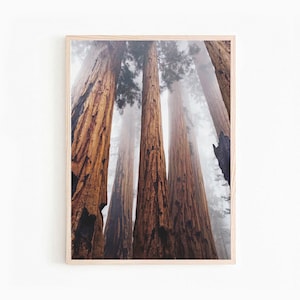 Sequoia Trees Print | Sequoia National Forest | United States Wall Art | Digital Download | Printable Art | Downloadable Prints | Forest Art
