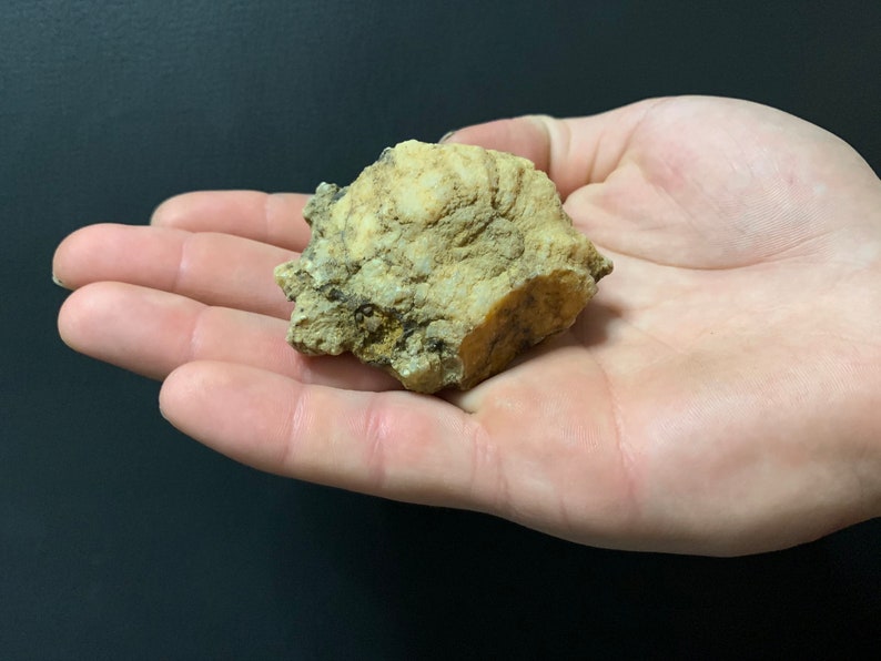 FOSSIL Geode Southern Indiana Geodes Etsy