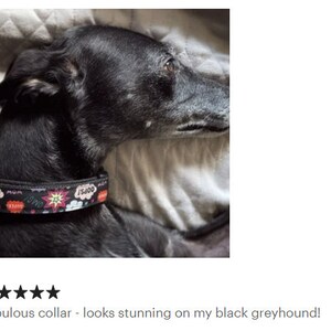 May include: A black dog wearing a black collar with a colorful comic book design. The collar features the words "WOW", "OOPS", and "OMG!" in speech bubbles, along with a starburst graphic. The dog is lying on a light-colored surface.
