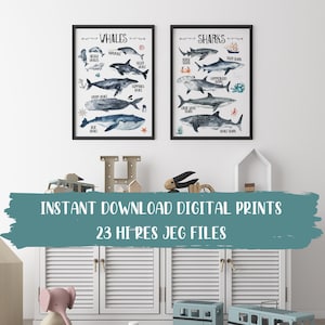 Digital Download Educational Ocean Wall Print Set of 2, Whales & Sharks Species, Kids Bedroom Wall Art, Nautical Theme