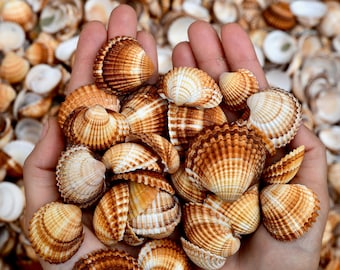 May include: A handful of small, brown and white seashells with a ribbed texture. The shells are held in two hands against a background of more shells.