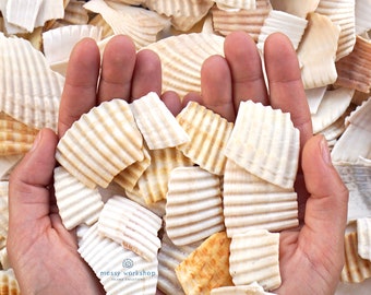 Seashell Fragments * Seashell Pieces * Coastal Decor Supplies * Rippled Shell Pieces * Shells for Crafting * Bulk Seashells * Beach Crafts