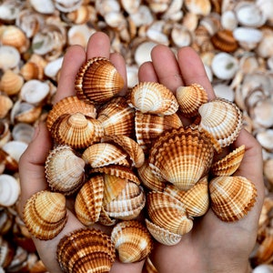 May include: A handful of small, brown and white seashells with a ribbed texture. The shells are held in two hands against a background of more shells.