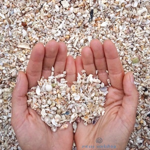 Tiny Seashell Craft Mix * Seashells for Fairy Garden * Hand-collected Mediterranean Seashells * Shells for Resin, Jewelry and Terrariums