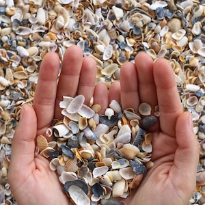 May include: Two hands cupped together holding a variety of small seashells in shades of white, brown, and gray.