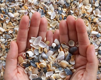 Coquina Seashell Craft Mix * Whole and Crushed Coquina Shell Assortment * Seashells for Mosaics and Terrariums * Seashell Craft Supplies