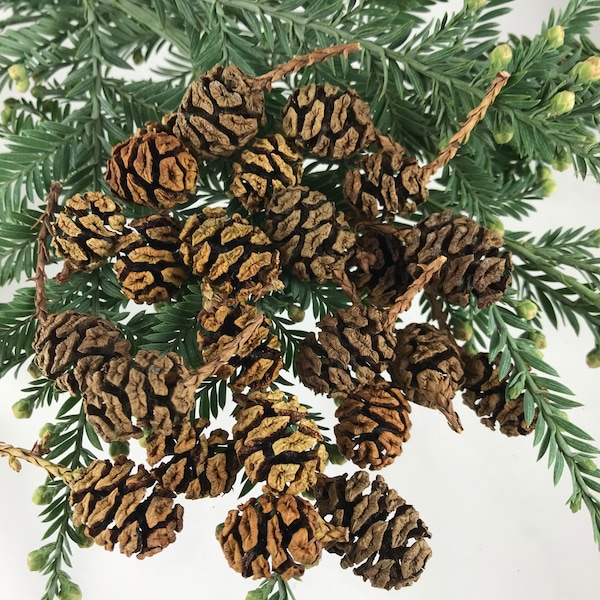 50 California Natural Sequoia Redwood Cones, Small Redwood Pine Cones, Preserved, Pest Free, For Crafting and Display, Sequoia Pine Cones