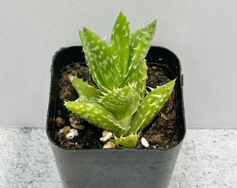 Tiger Tooth Aloe | Aloe juvenna | Shipped in 2" Pot