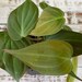 Dimma reviewed Philodendron Micans | Velvet Leaf | Shipped Semi-Bare Root