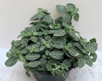 Green Nerve Plant | Fittonia albivenis | Shipped in 4" Pot