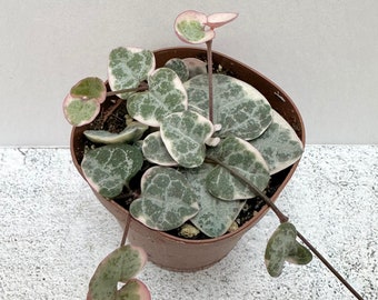 Variegated String of Hearts - Shipped in 2" Pot