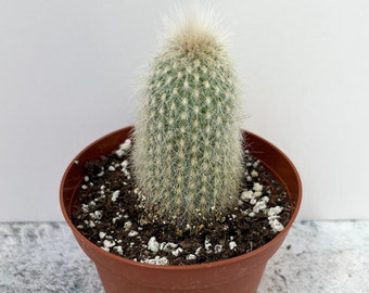 Silver Torch Cactus | Cleistocactus strausii | Shipped in 4" Pot