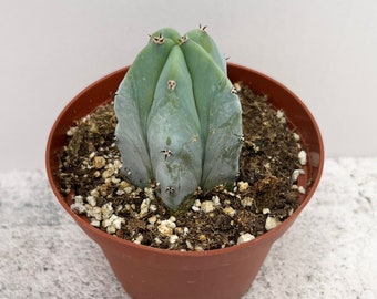 Blue Myrtle Cactus | Myrtillocactus Geometrizans | Shipped in 4" Pot