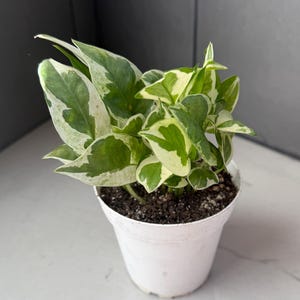 Pearls and Jade Epipremnum aureum Shipped in 4” Pot