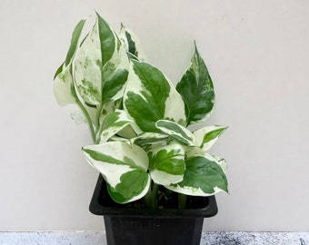 Pearls and Jade | Epipremnum aureum | Shipped in 2.5” Pot