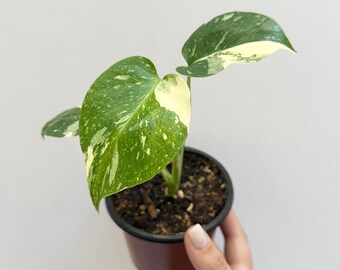 Variegated Monstera Thai Constellation | Shipped in 2" or 4" Pot