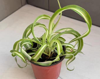 Curly Spider Plant Chlorophytum Comosum 'Bonnie'  - Shipped in 4" Pot