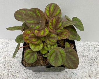 Peperomia Peppermill - Shipped in 2.5" Pot