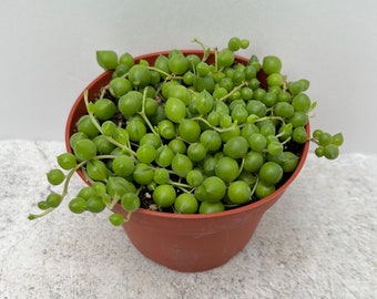 String of Pearls - Shipped in 4" Pot