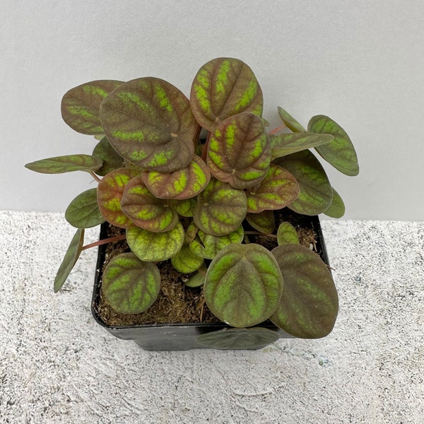 Peperomia Peppermill - Shipped in 2.5" Pot