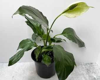 Peace Lily Spathiphyllum - Shipped in 6” Pot
