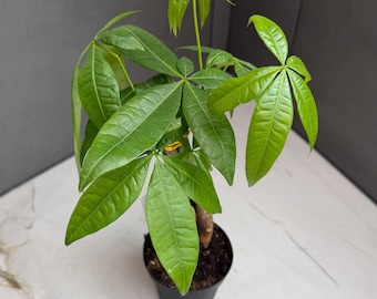 May include: A small, potted money tree plant with vibrant green leaves. The plant has multiple large, hand-shaped leaves and is in a black plastic pot. The background is a light-colored surface and a dark gray wall.