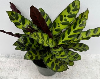 Rattlesnake Calathea Lancifolia Prayer Plant - Shipped in 4" Pot