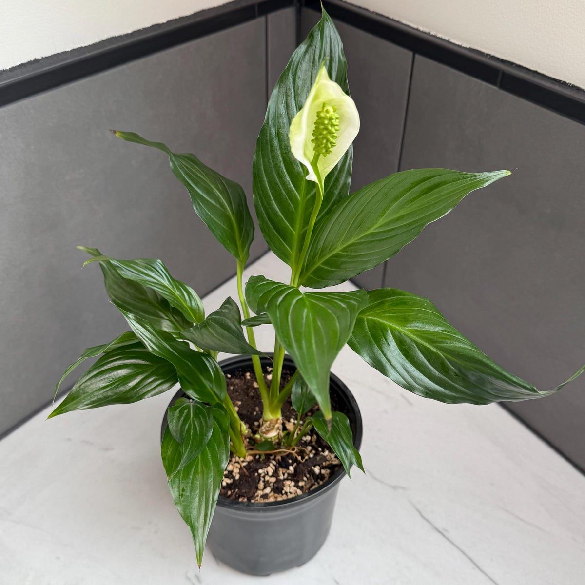 Peace Lily Spathiphyllum - Shipped in 6” Pot - Etsy