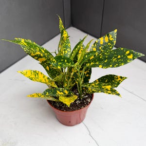 May include: A potted Croton plant with vibrant green leaves speckled with yellow spots. The plant is in a small, brown plastic pot, set against a white and gray background. The leaves have a unique, eye-catching pattern.