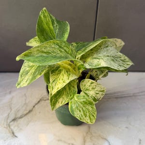 May include: A potted pothos plant with variegated green and yellow leaves. The plant is in a small green pot, and the leaves have a speckled pattern. The plant is a houseplant and is suitable for indoor use.
