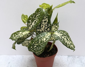 Florida Beauty Gold Dust Dracaena - Shipped in 4" Pot