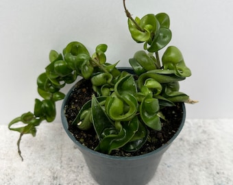 Hoya Hindu Rope Carnosa Compacta - Shipped in 4" Pot