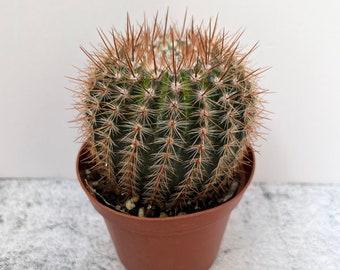 Parodia Schlosseri Notocactus - Shipped in 4" Pot