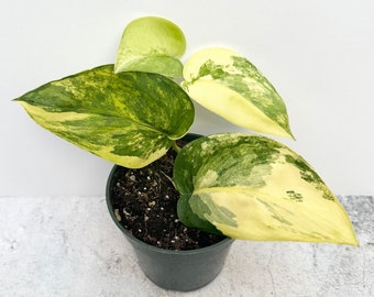 Scindapsus Jade Satin Variegated Aurea - Exact Plant Shipped in 4” Pot