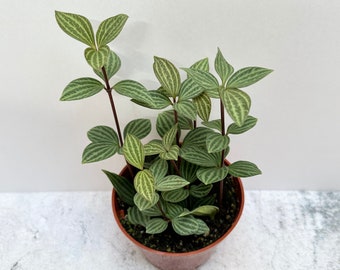 Parallel Peperomia Puteolata - Shipped in 4" Pot