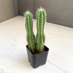 Fairy Castle Cactus Acanthocereus tetragonus Shipped in 2" Pot