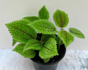 Moon Valley Friendship Plant | Pilea mollis | Shipped in 4" Pot