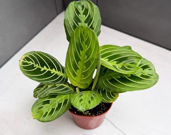 Lemon Lime Maranta Shipped in 4" Pot