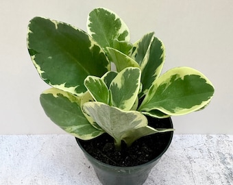 Peperomia Obtusifolia Albomarginata | Baby Rubber Plant | Shipped in 4" Pot